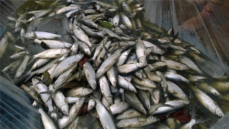 虱目魚(去皮)
