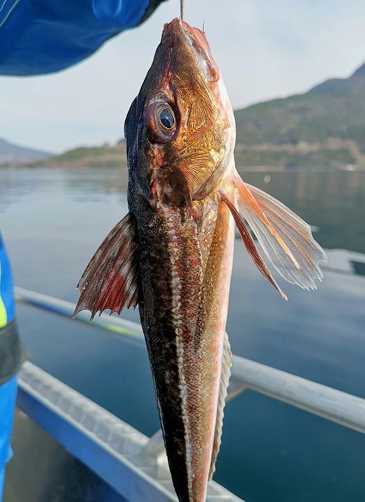 深海角魚