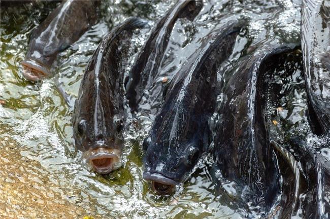 吳郭魚(含皮)