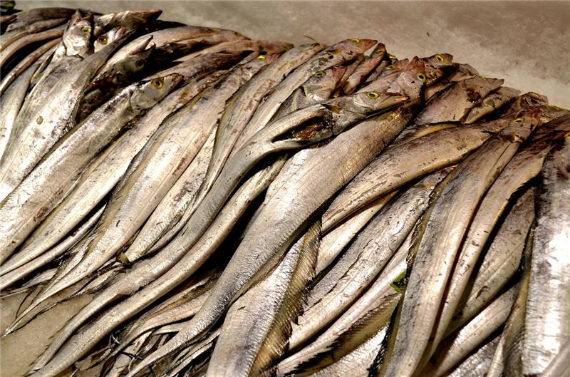 白帶魚