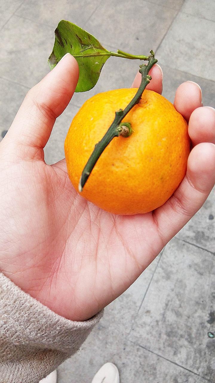 椪柑