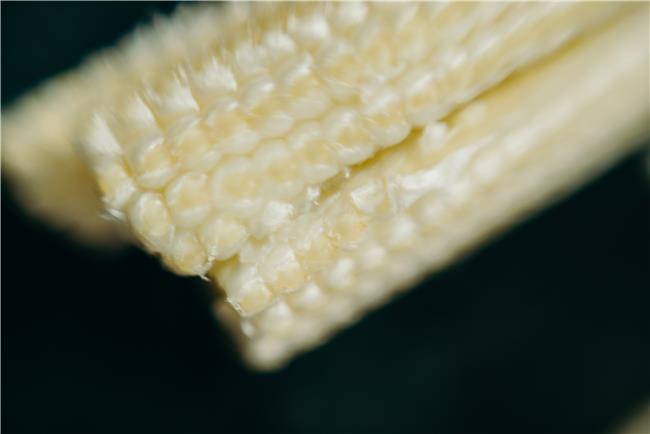白玉米
