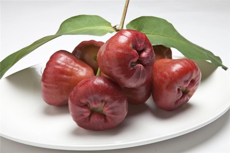 蓮霧(粉紅色種)