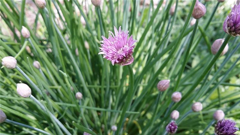 韮菜花