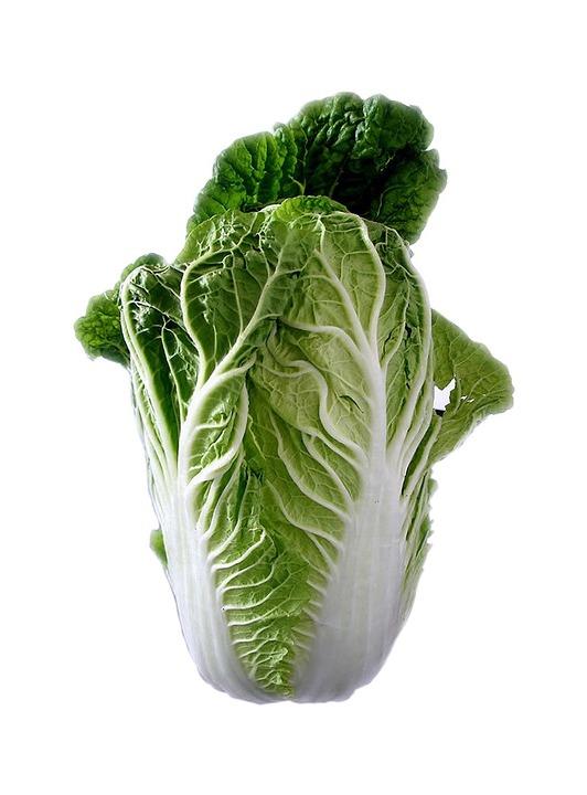 不結球白菜