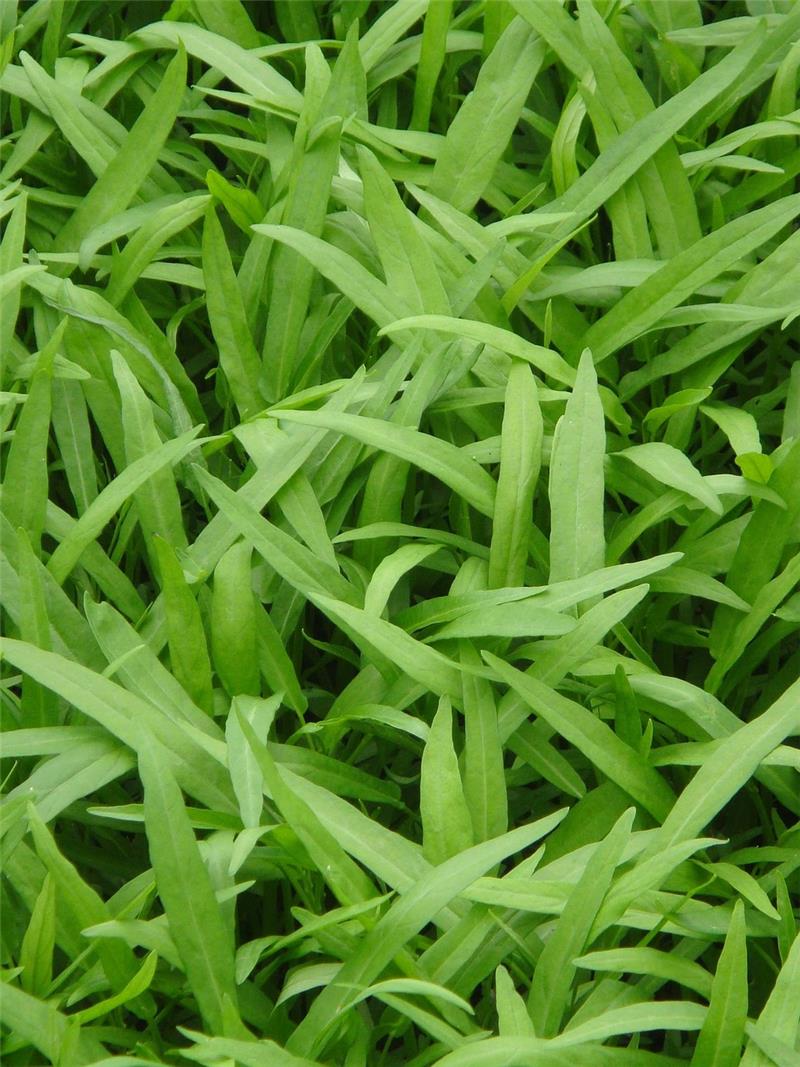 蕹菜