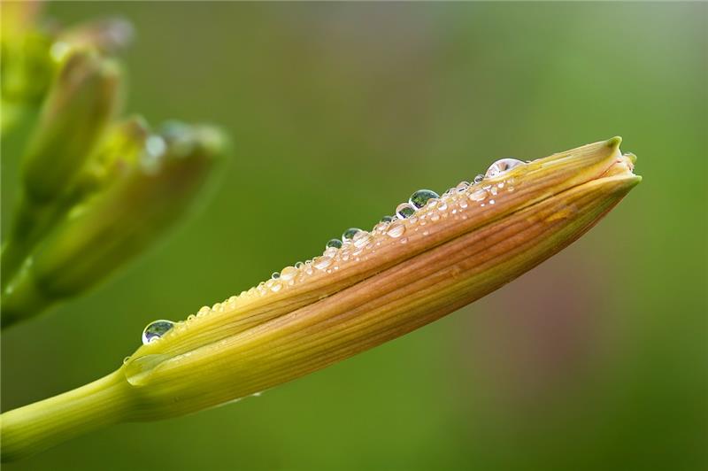 金針菜