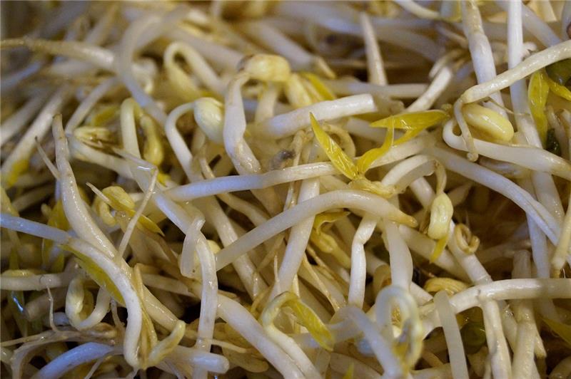 綠豆芽